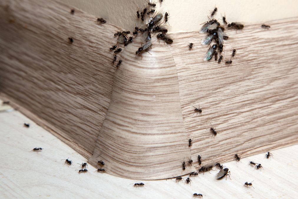 Мелкие муравьи в доме как избавиться. Муравьи в доме. Дачный дом и муравьи. Дрожжи от муравьев. Муравьи дома.
