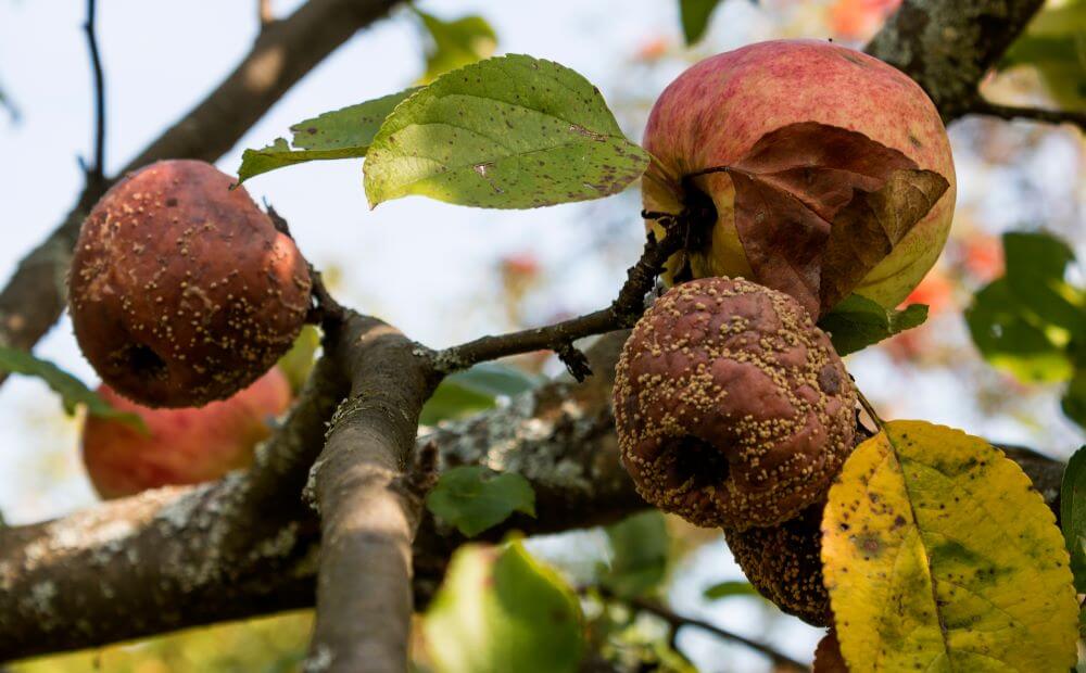 Плодовая гниль яблони: эффективные меры борьбы с монилиозом