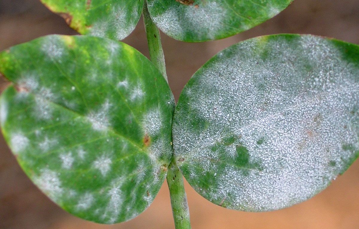 Мучнистая роса — под контролем! Какие растения особенно уязвимы этой болезнью