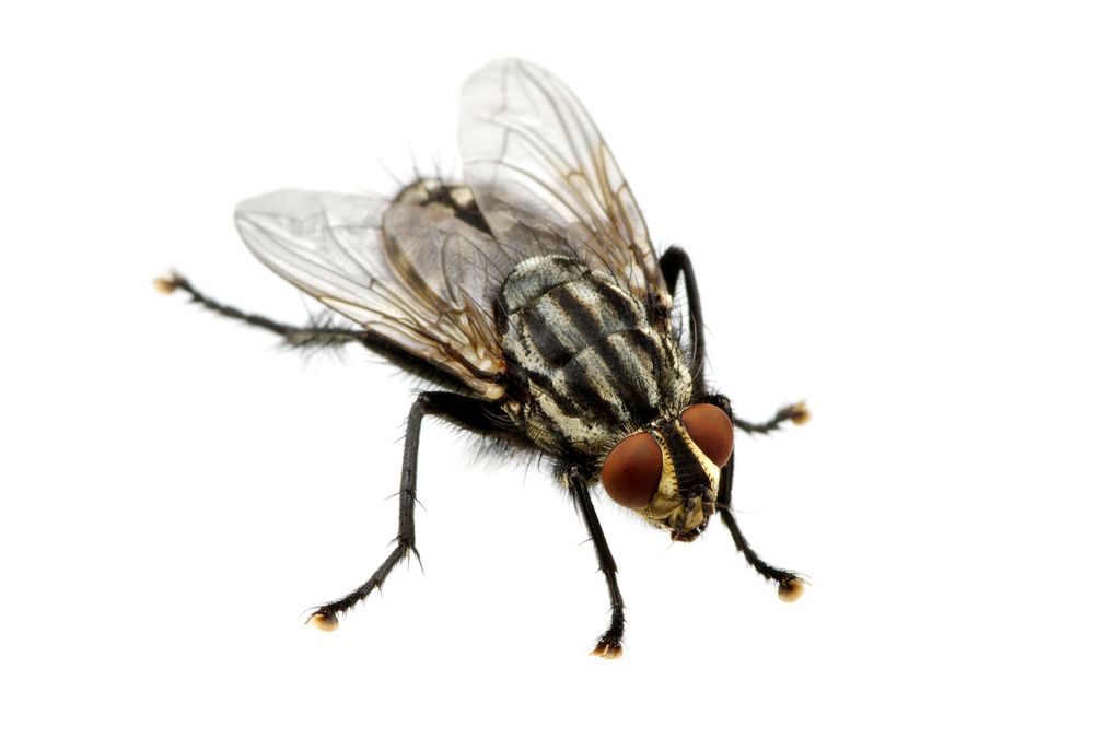 Чем опасны мухи и как от них избавиться?