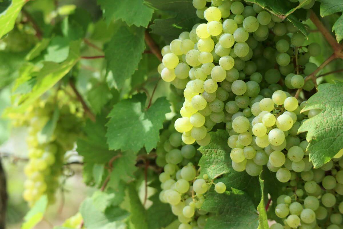 Вредители винограда: основные виды вредителей винограда, как с ними бороться– наиболее эффективные средства