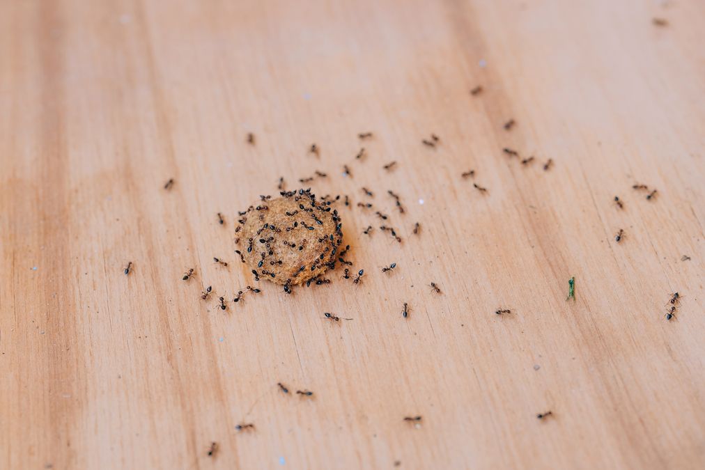 О каких насекомых в доме мы можем даже не подозревать: информационные  статьи от компании «Август»