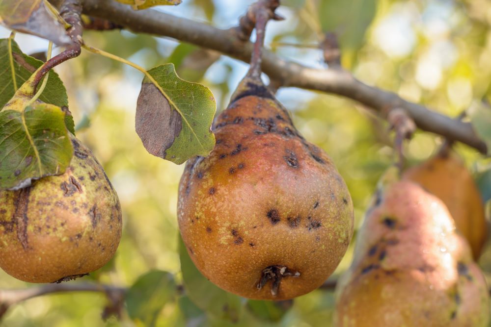 Как избавиться от парши: эффективные средства борьбы с паршой на яблоне,груше, вишне
