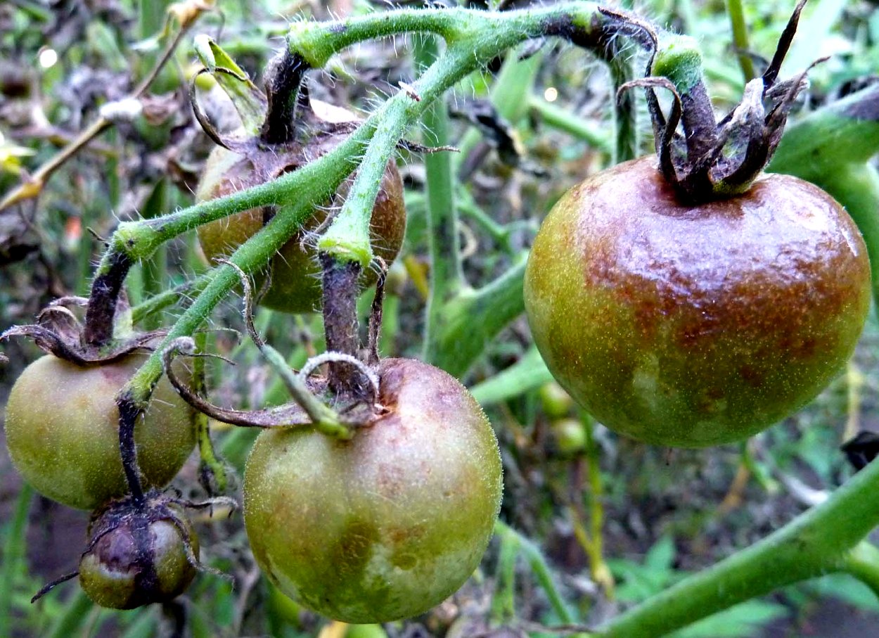Борьба с фитофторой на помидорах в теплице
