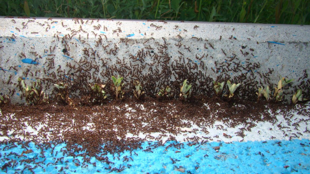 Как показывает практика, народные средства для уничтожения и отпугивания муравьев более эффективны на стадии их появления. Предлагаются самые разные способы. К часто используемым относят следующие.