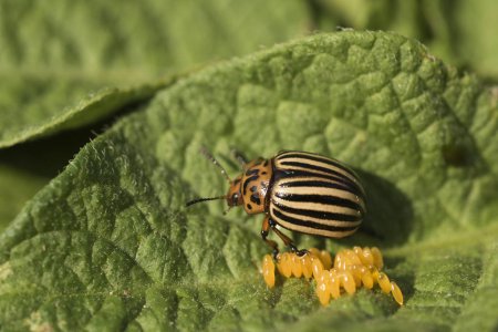 Как выглядят личинки колорадского жука