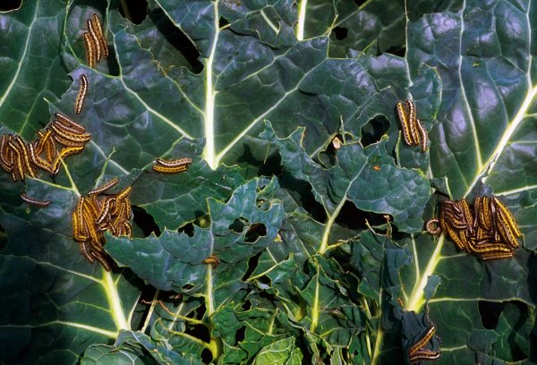Гусеницы могут съесть все листья капусты
