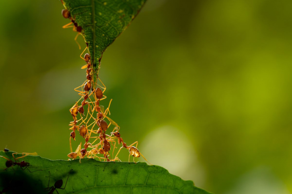 Средства защиты и препараты от муравьев – эффективные средства избавленияот муравьев