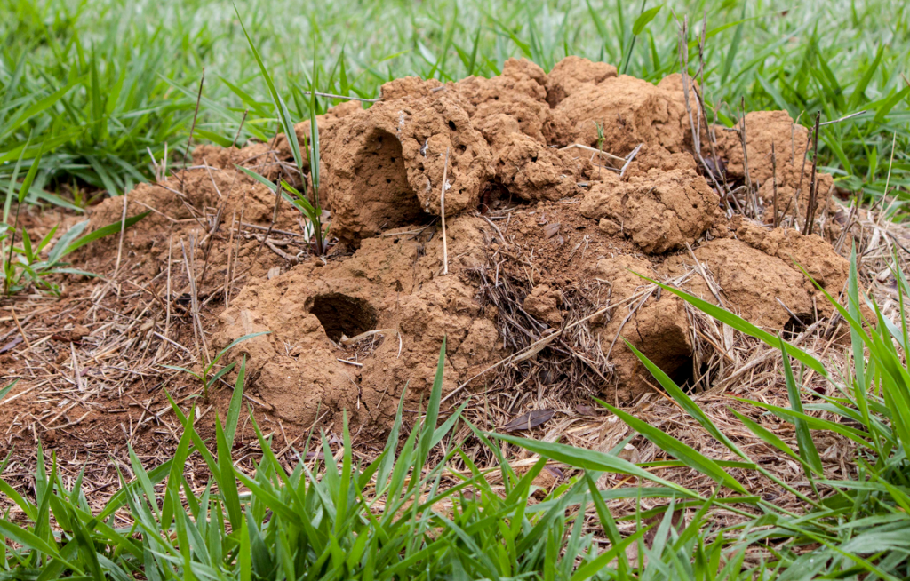 Защита от муравьев на участке