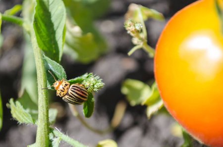 Колорадский жук поедает томат