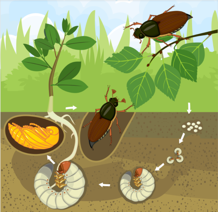 Жизненный цикл майского жука