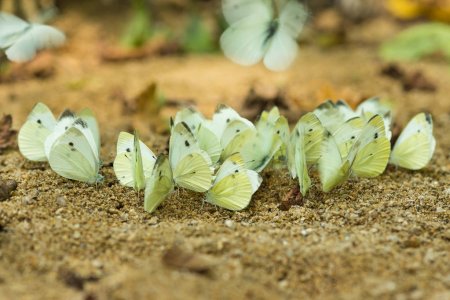 Бабочки капустницы – причина появления гусениц