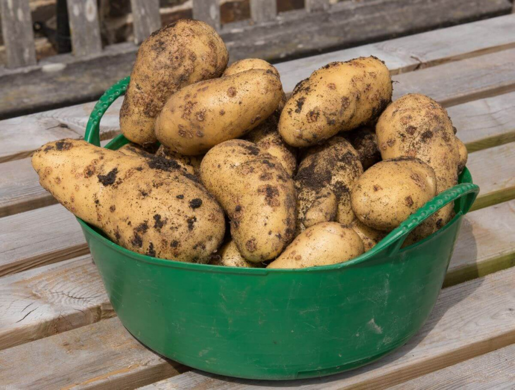 Причины появления парши на картофеле: