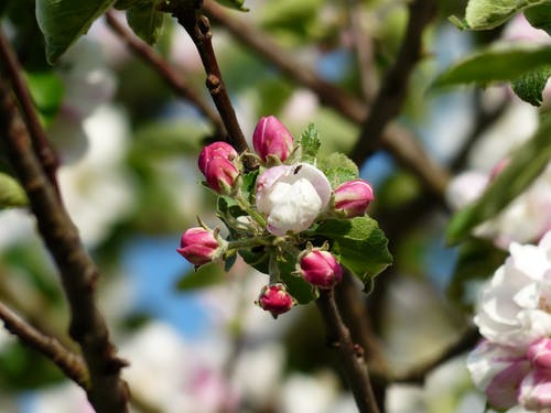 Розовый бутон у яблони и чем обработать яблони ранней весной от вредителей и болезней