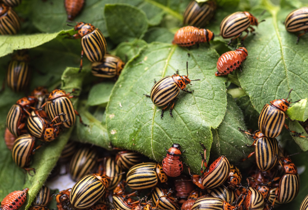 Колорадский жук – главный вредитель для картофеля