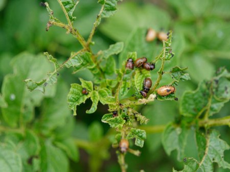 Какой вред наносят личинки колорадского жука