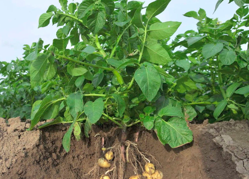 Как получить хороший урожай картофеля?