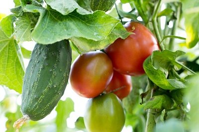 Профилактика болезней овощных культур - залог хорошего урожая
