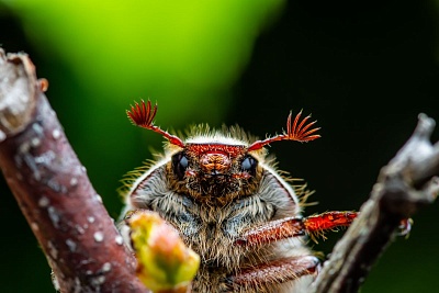 Средства борьбы с майскими жуками