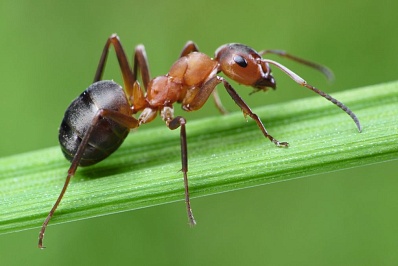 Спасение от надоедливых муравьёв