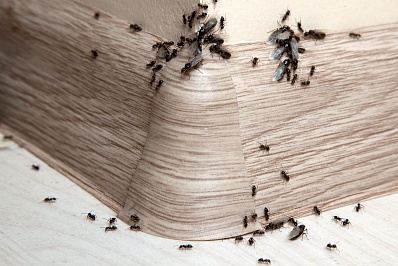 Дом без муравьёв