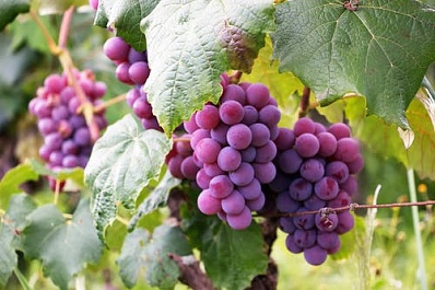 Обработка винограда весной