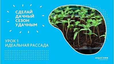 Удачный сезон. Как правильно вырастить рассаду? Почему рассада вытягивается?