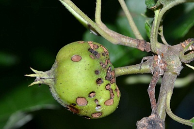 Вредители яблони: способы борьбы, препараты