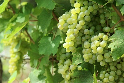 Вредители винограда: виды и как с ними бороться