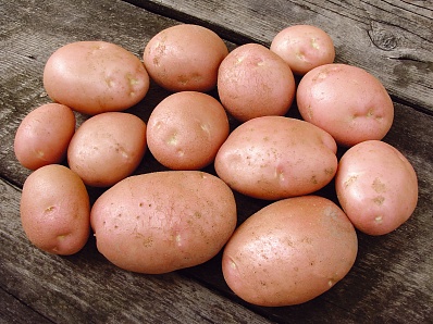 Новое Табу - Табу ТРИО для защиты картофеля