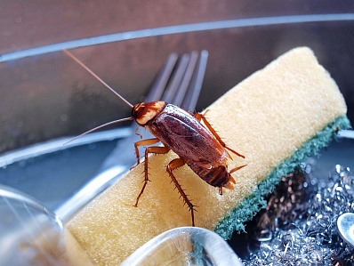 Как избавиться от тараканов?
