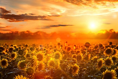 Янтарная кислота - энергия солнца для ваших растений!